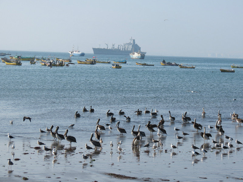 Flocks and Floating Ships