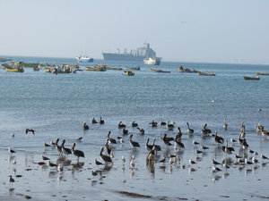 Flocks and Floating Ships