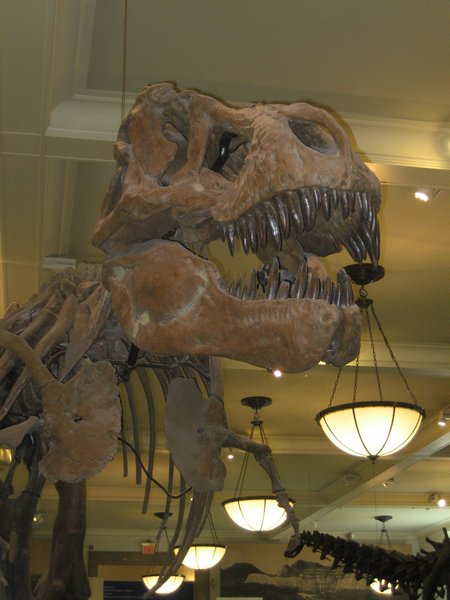 Up close &  Personal with T-Rex