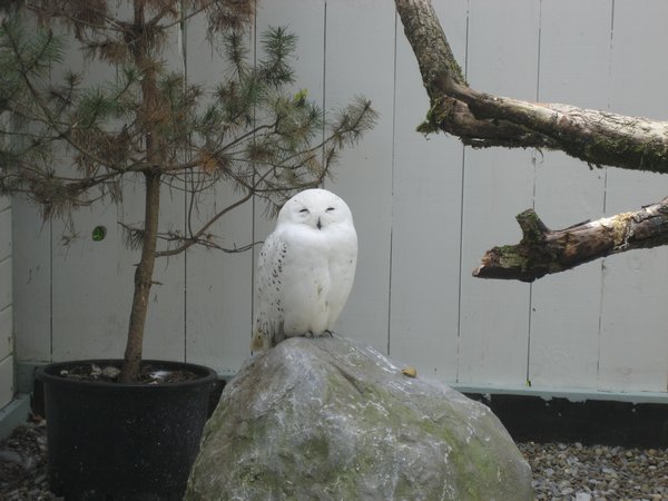 Snowy Owl at Ailwee Caves