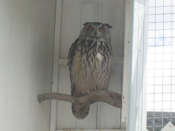 A large Eurasion Owl