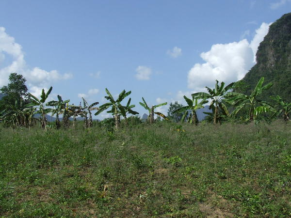 Banana tree skyline