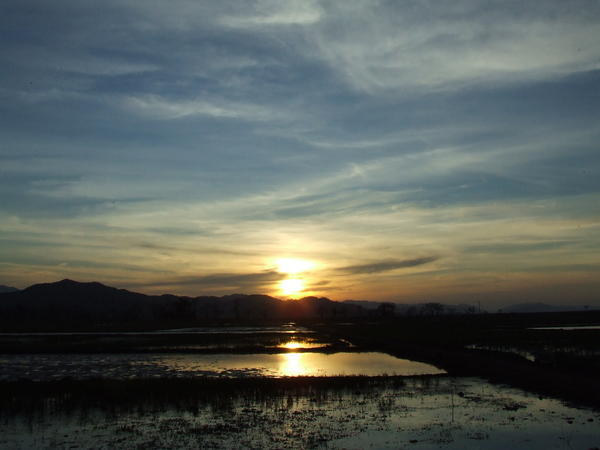 Sunset over rice fields