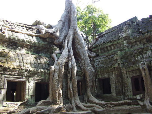 Tree overgrown temple Ta Prohm