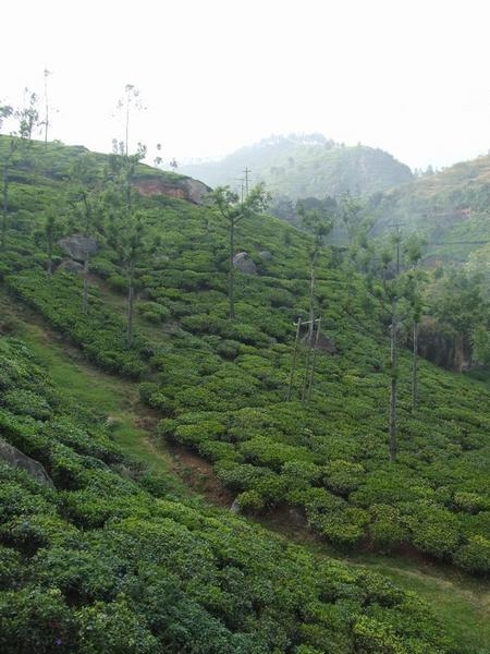 Tea plantations...