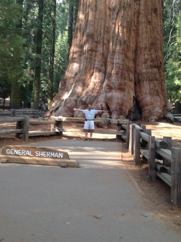 General Sherman sequoia tree