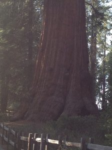 General Grant sequoia tree