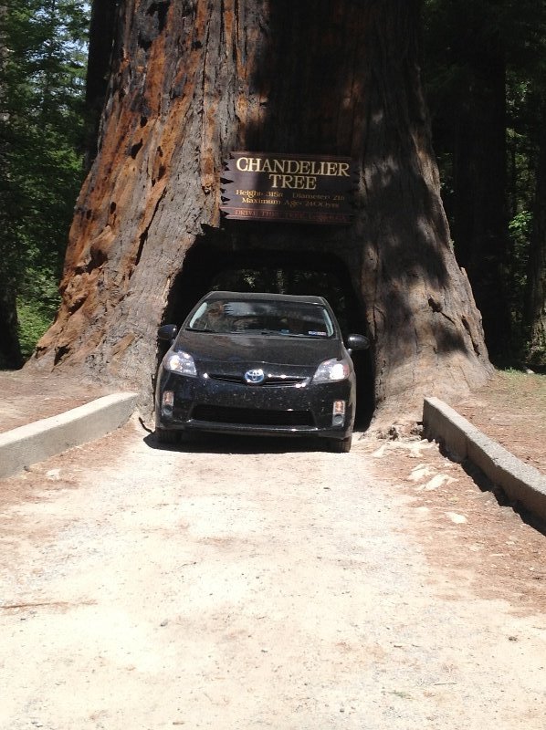 Drive through Redwood 