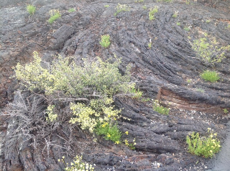 Vegetation on lava