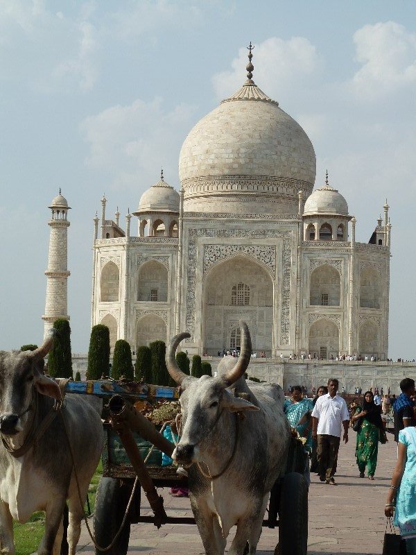 Cows at the Taj - why not?