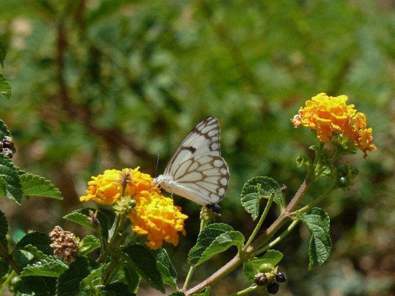 Butterfly at KUmbalgarh Fort - for Dad and Oliver