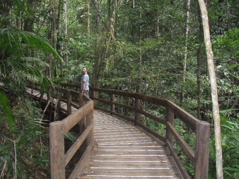 Bridges through the rainforest