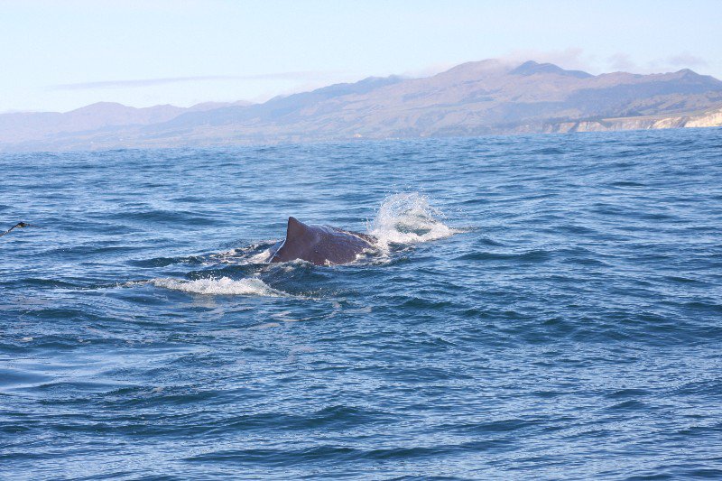 Whales off the starboard bow
