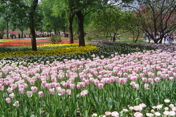 Rows and rows of tulips, my favorite flower