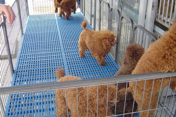 Small poodle pups