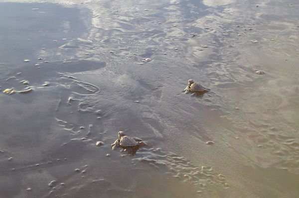 Tiny 1-day-old turtles make their bid for freedom 