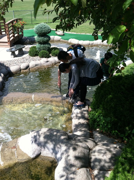 Ducklings Fishing a Ball Out of the Water at Miniature Golf