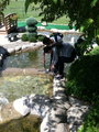 Ducklings Fishing a Ball Out of the Water at Miniature Golf