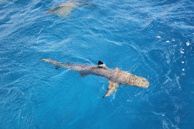 Black-tip shark