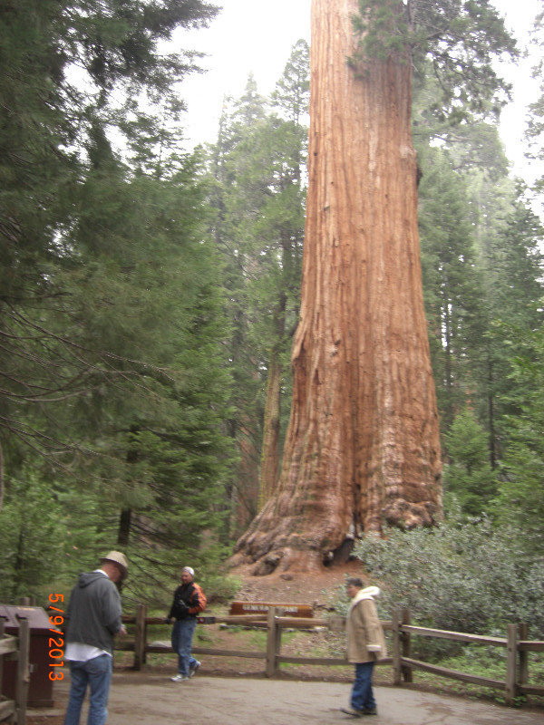 General Grant - Sequoia