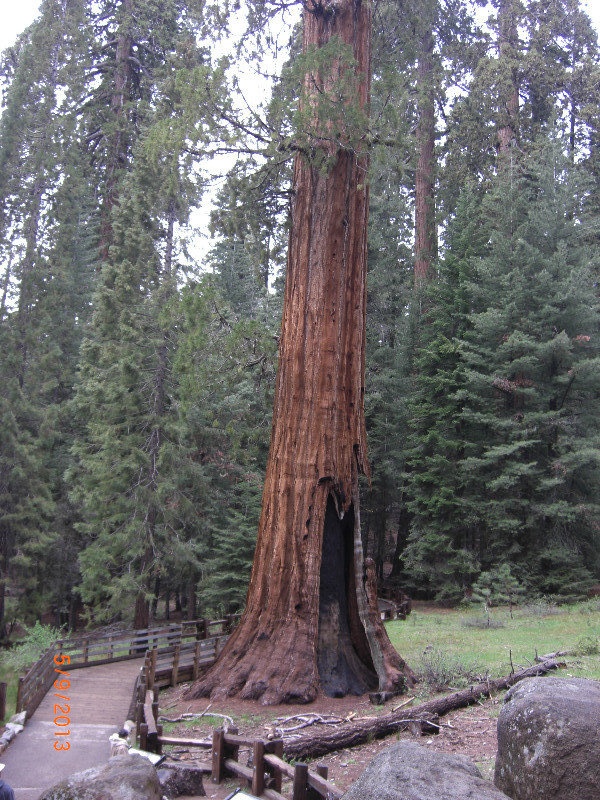 General Sherman Tree - Sequoia