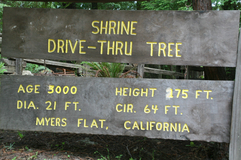 Drive thru Tree 3