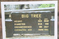 Big Tree facts