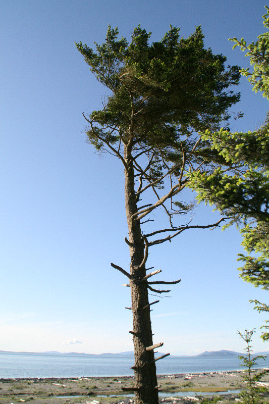 Bald eagle's tree