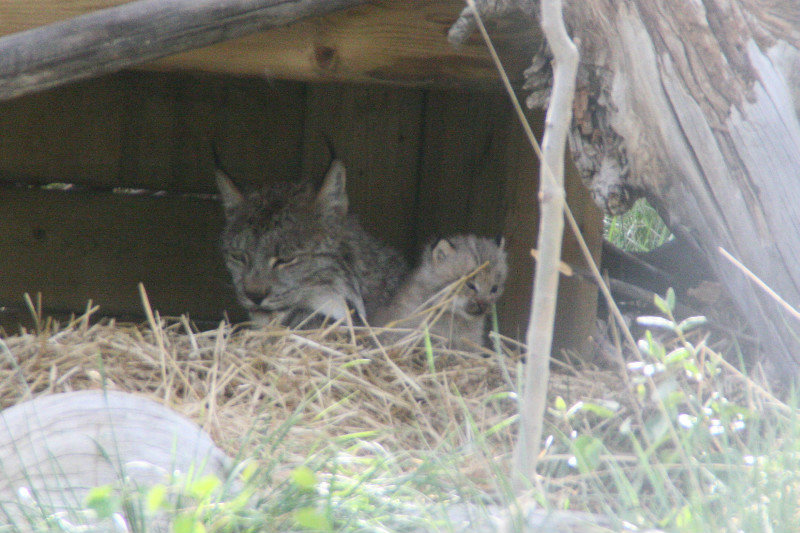 Lynx & kitten