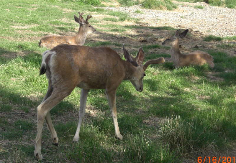 Mule deer 2