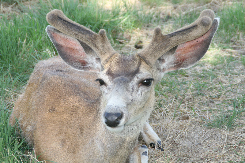 Mule deer 3