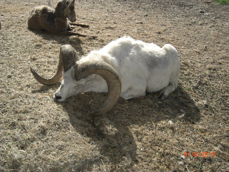 Thin horn sheep 2