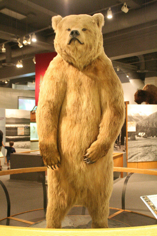 Big Grizzly bear