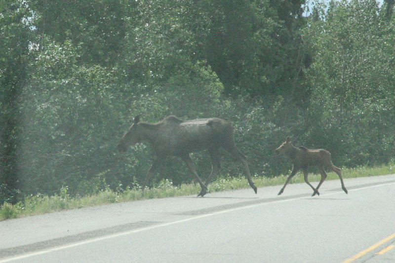 Moose family 3