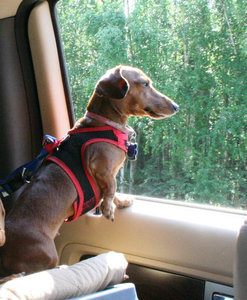 Winny - the backseat driver