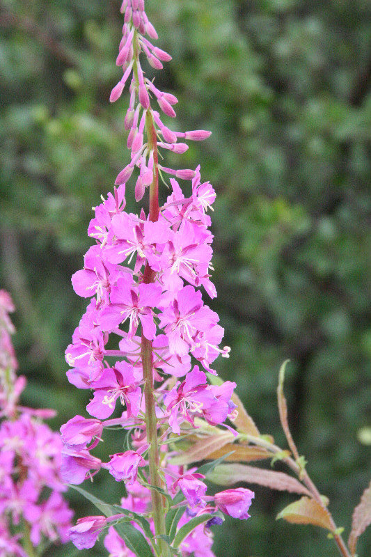 Fire weed - state flower