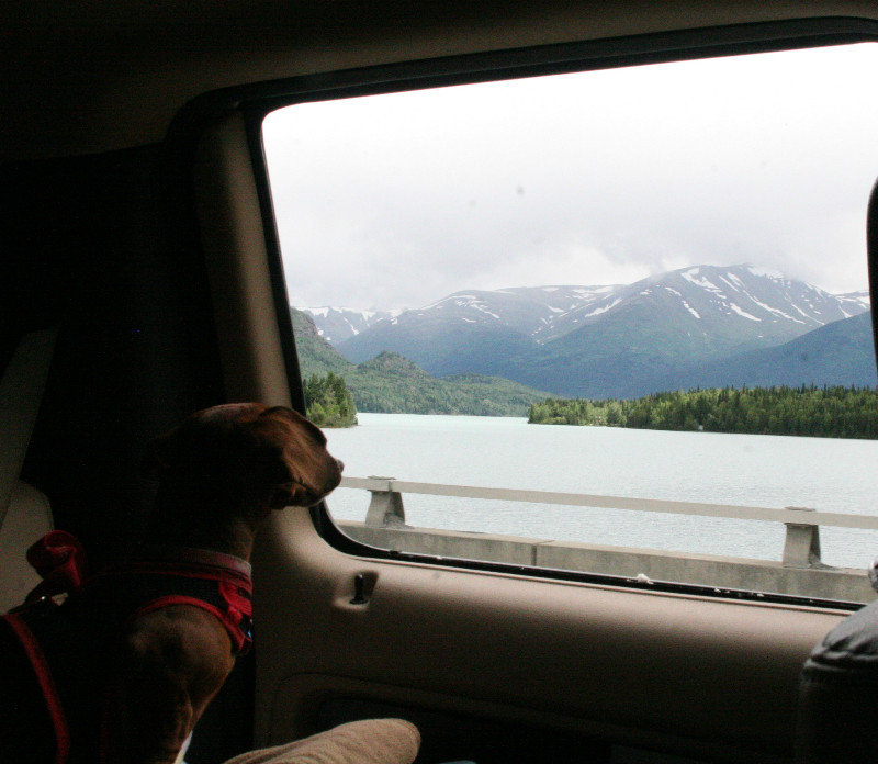 Even the dogs like the view