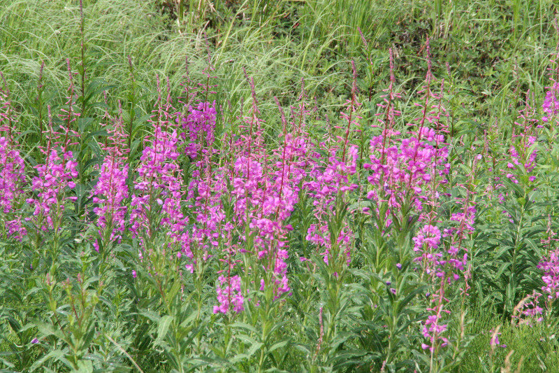 Fireweed