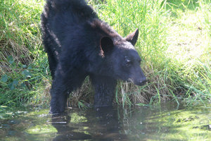 Our close up black bear 2