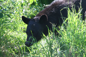 Our up close black bear