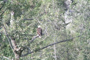 Bald eagle 2