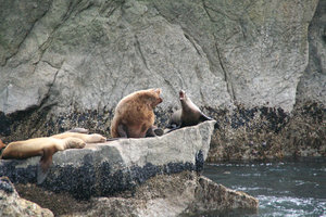 Sea lion & seal argument 1