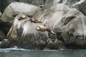 Sea lion hangout