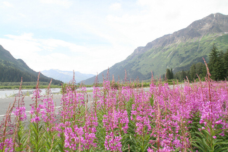 Fireweed with exit glacier in background