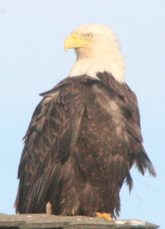 Eagle 6