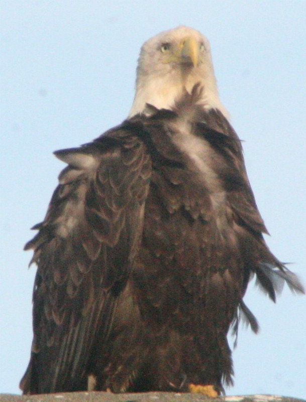 Even bald eagles have bad hair days (2)