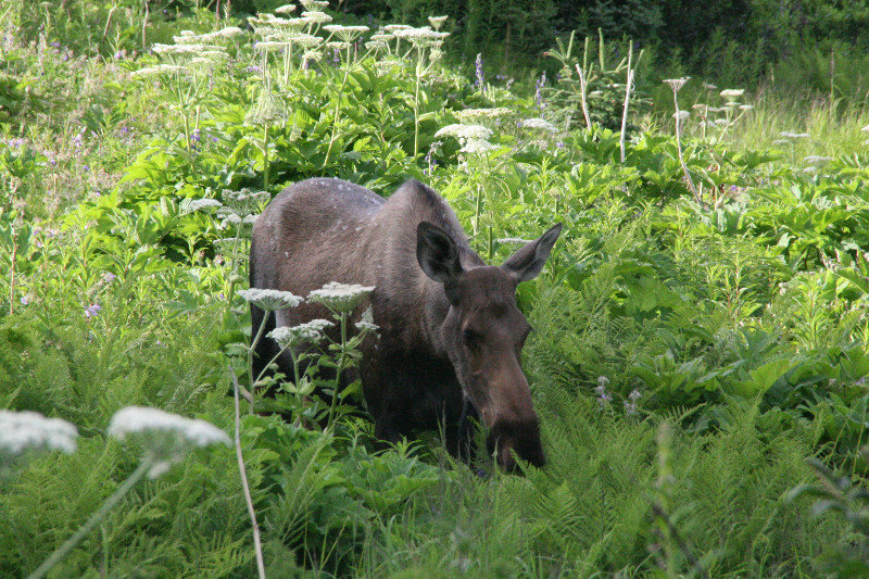 Big nose moose