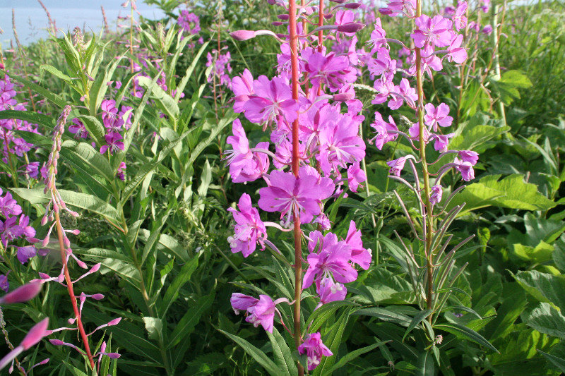 I love these flowers - Fireweed