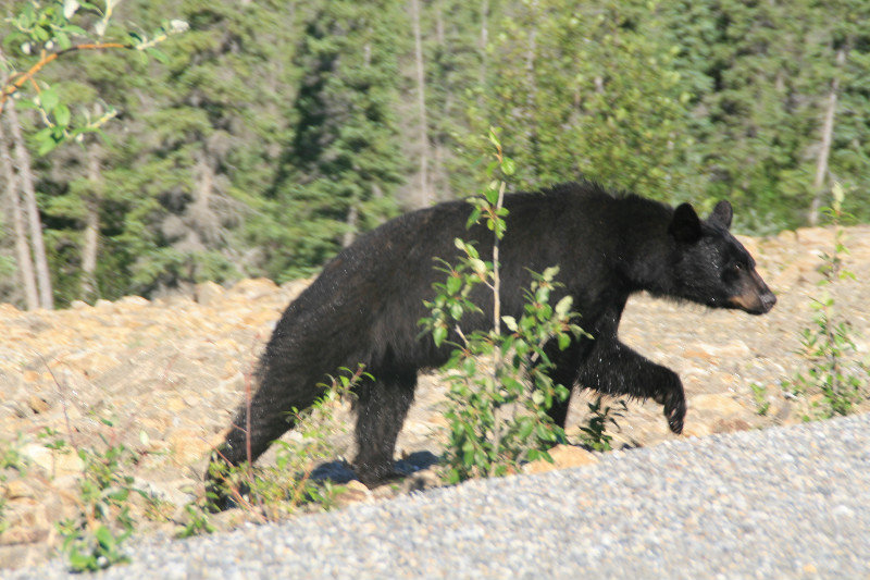 Bear - heading across the street behind us