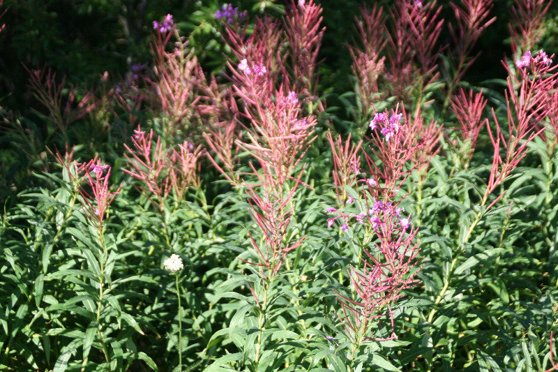 Fireweed - blooms on top means summer is over